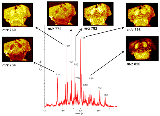 Detection and imaging of specific lipids in a mouse brain specimen