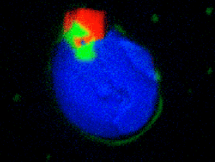Figure D: Mg (green), Ca (blue), and Ti (red) Complex Composition of a Small Precipitate